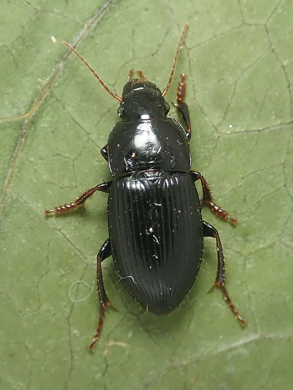 Carabidae: Harpalus  sp.